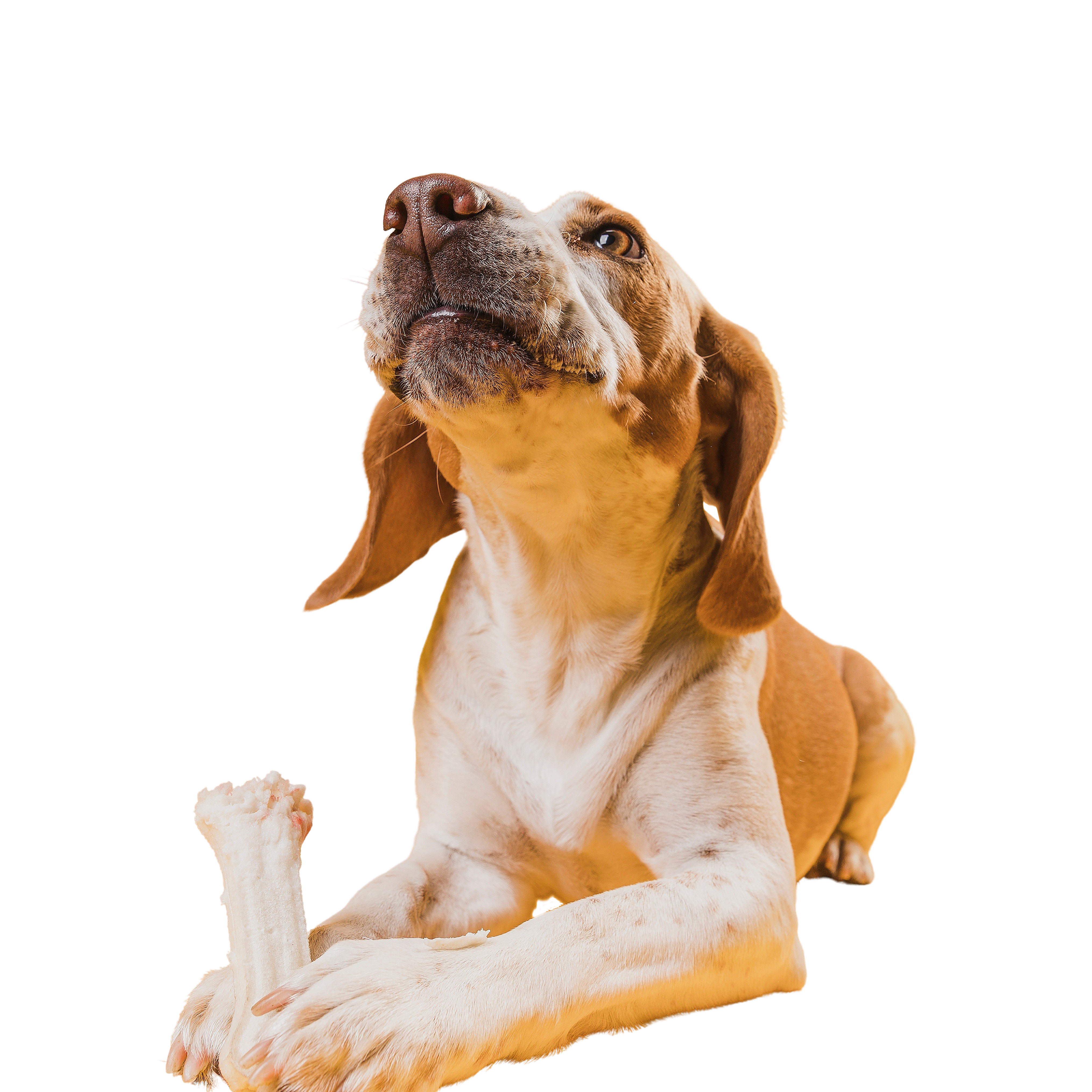 dog education